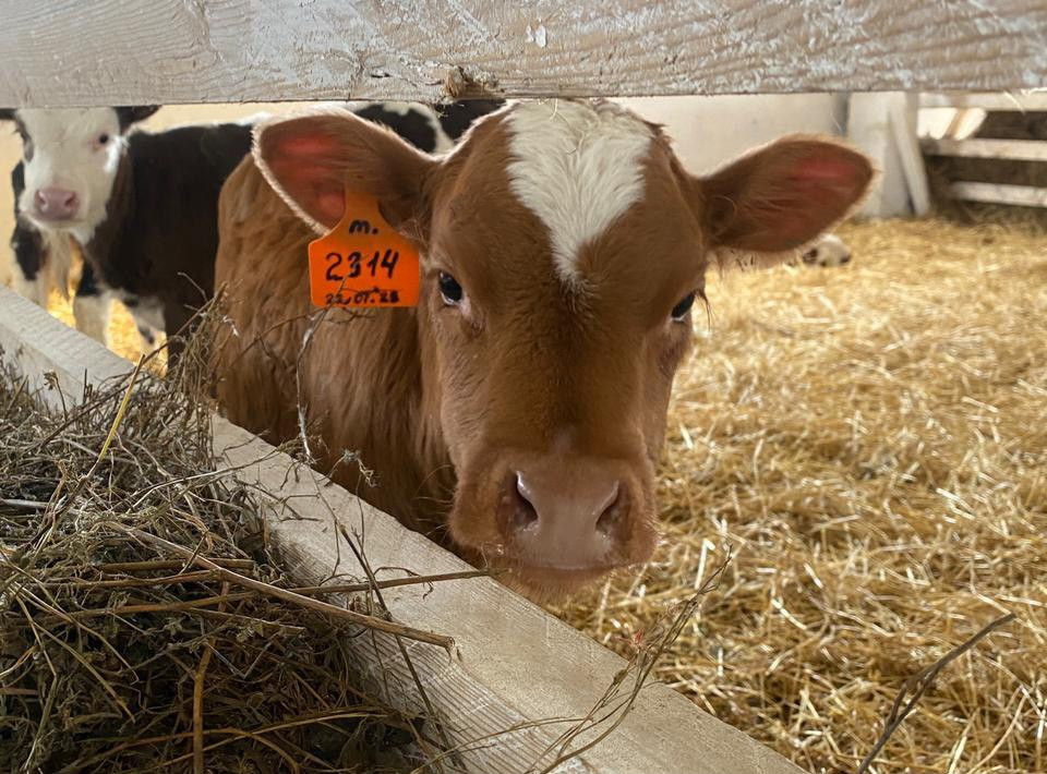 Теленок на ферме за загоном