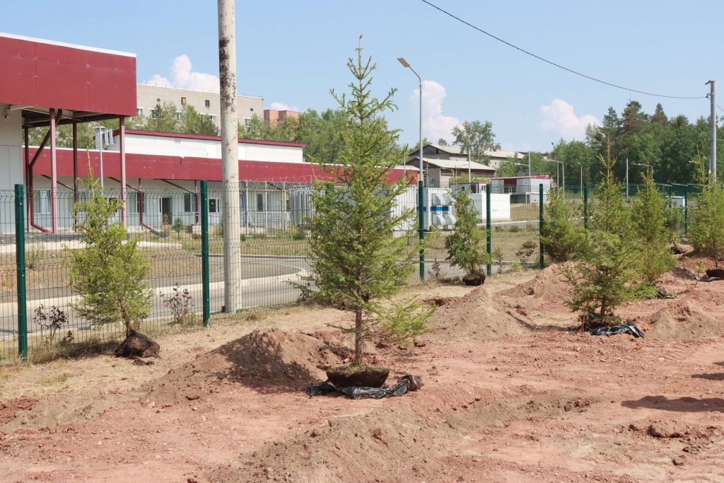 130 елей и сосен высадят до конца недели на Курчатова в Братске