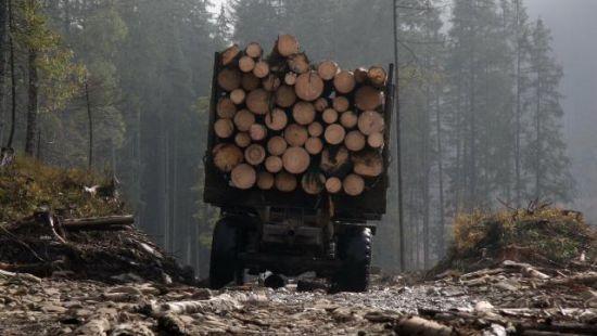 Женщину осудили в Братске за мошенничество с лесом