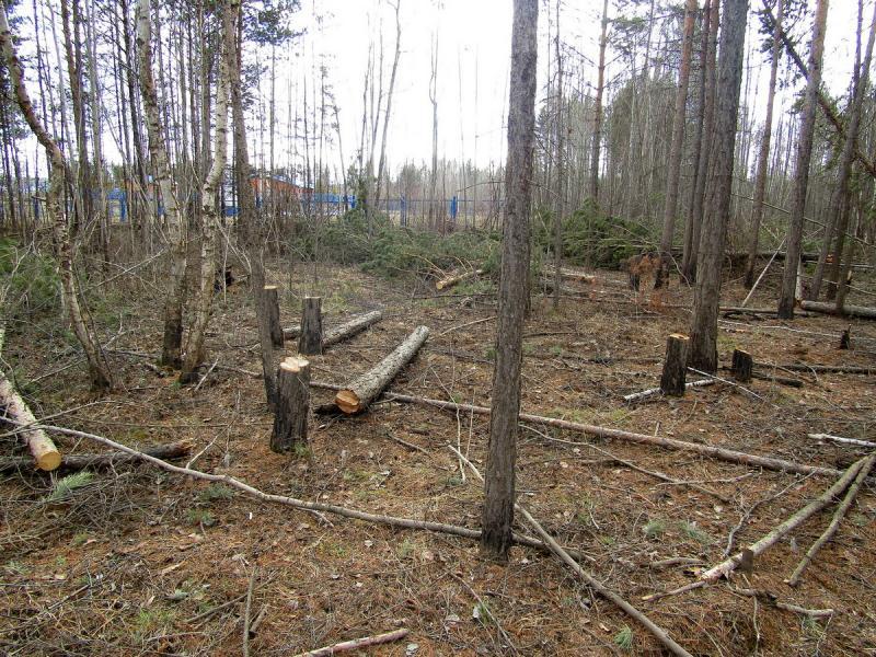 Полиция пресекла незаконную рубку леса в Братском районе