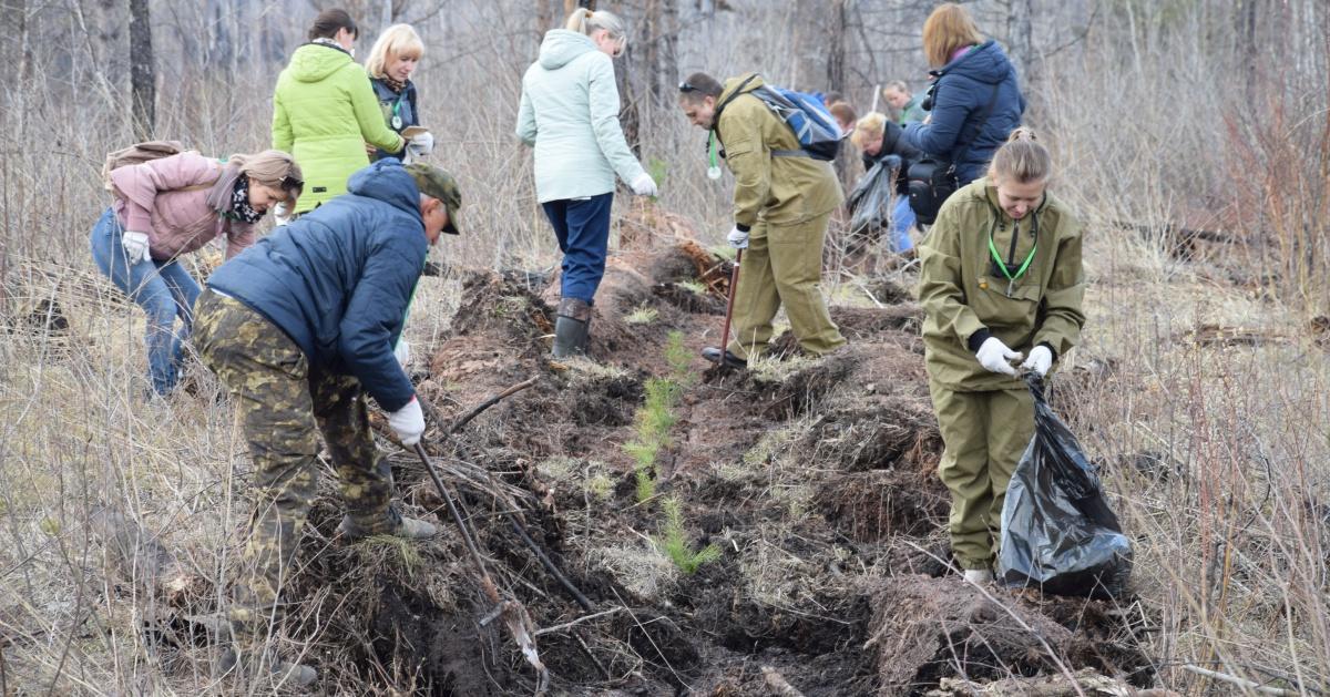 20 тысяч саженцев высадят на горе Солдатской в Братске