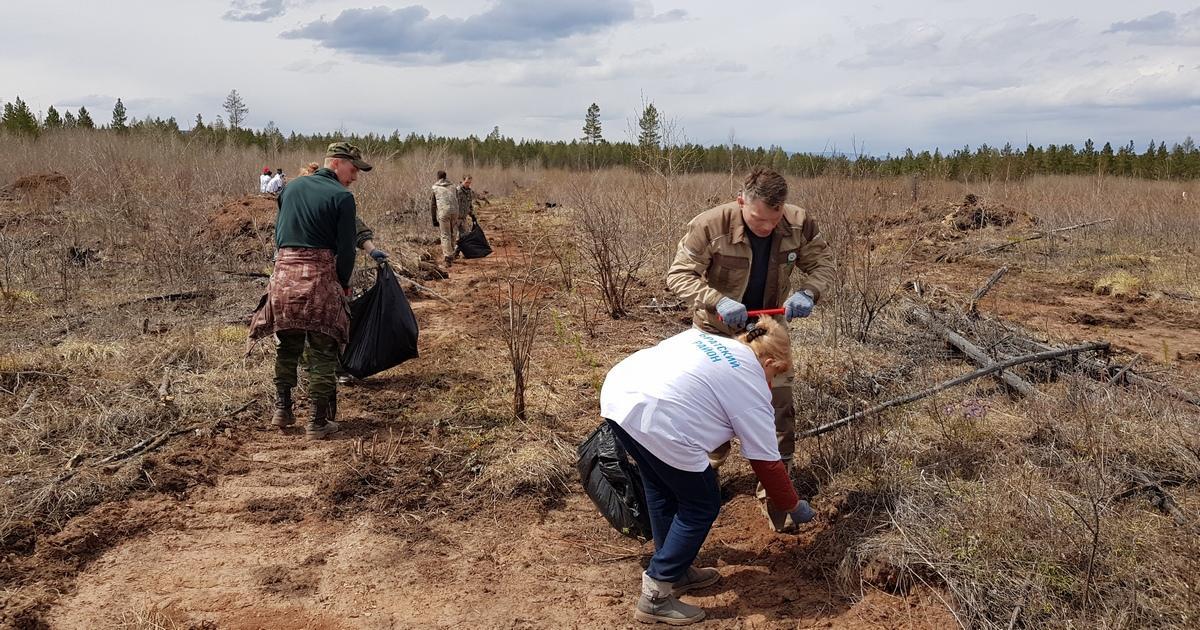 Всероссийский день посадки леса пройдет в Братске 17 мая