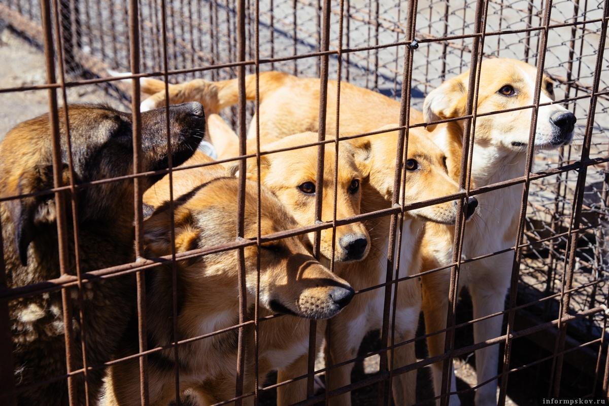 Жители Падунского района обратились в прокуратуру с жалобой на ситуацию с безнадзорными собаками и кошками