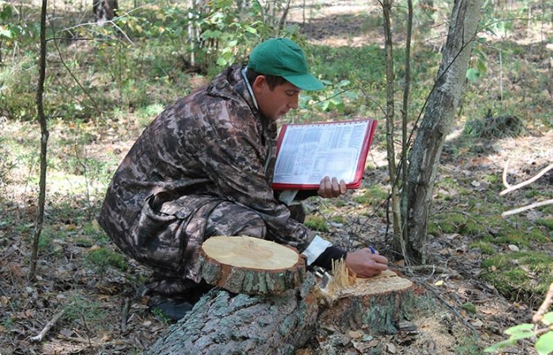 Рослесхоз направил в Иркутскую область 20 специалистов для проверки исполнения лесного законодательства