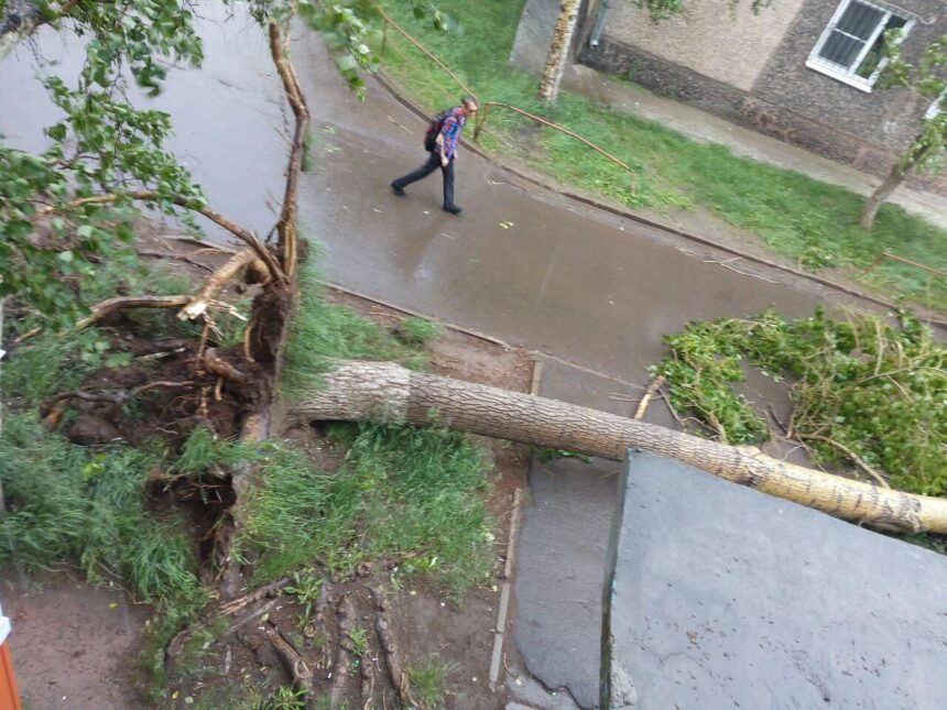 В Братске из-за внезапного ветра падают деревья