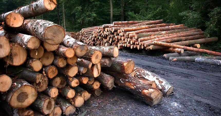 Генеральный директор одной из братских фирмы приобрел незаконно заготовленную древесину