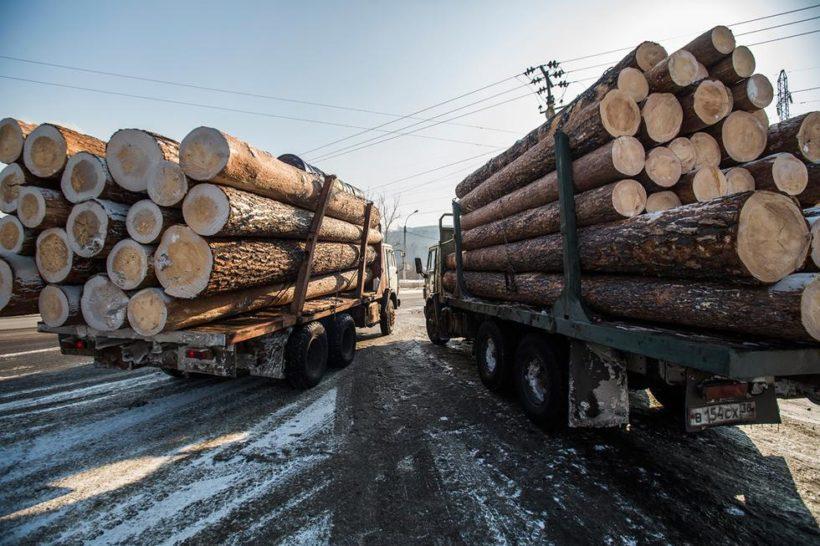 Двадцать нелегальных лесозаготовителей предстанут перед судом в Приангарье