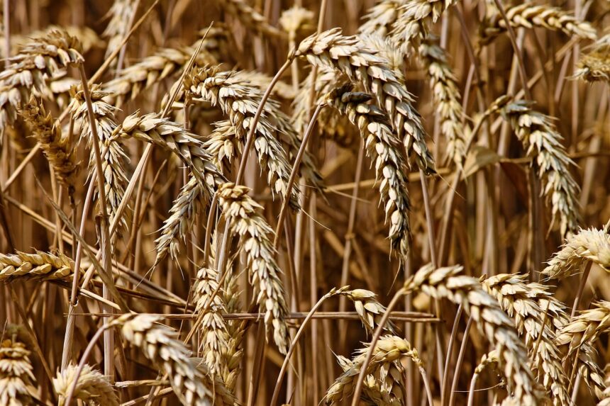 Миллион тонн зерна произведут в Иркутской области в 2020 году