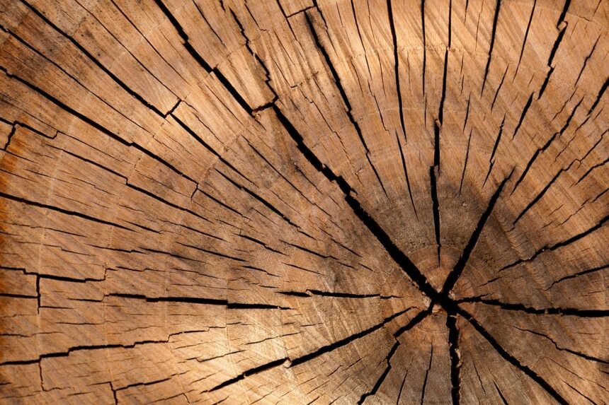 В собственной лесосырьевой базе в Братске нуждаются два предприятия по глубокой переработке древесины — ООО «Ангара Плюс» и ООО «ДеКом»