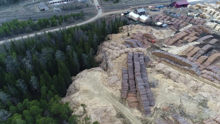 Ущерб от захвата территории лесного фонда предприятием в Усть-Илимске составил более 40 млн рублей