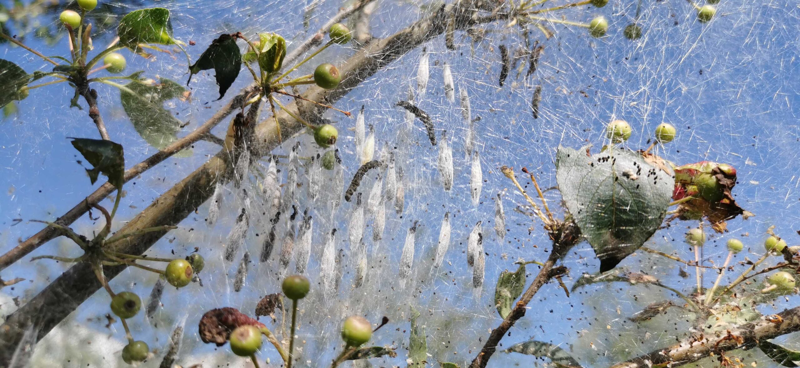 Обработка деревьев от горностаевой моли проводится в Братске