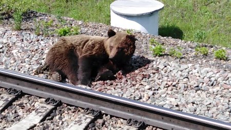 Поезд насмерть сбил медведицу в Чунском районе