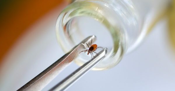 В Братске нет ни одного заражения клещевыми инфекциями с начала сезона