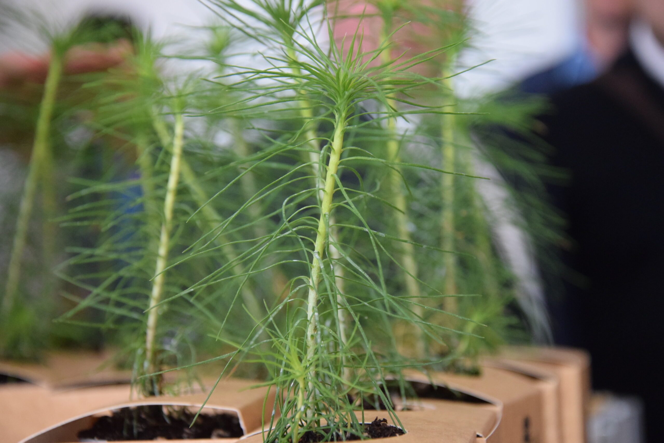 Международную лесную выставку "SibWoodExpo-2020" открыли в Братске