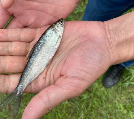 Более тысячи мальков пеляди выпустили в Братское водохранилище для зарыбления