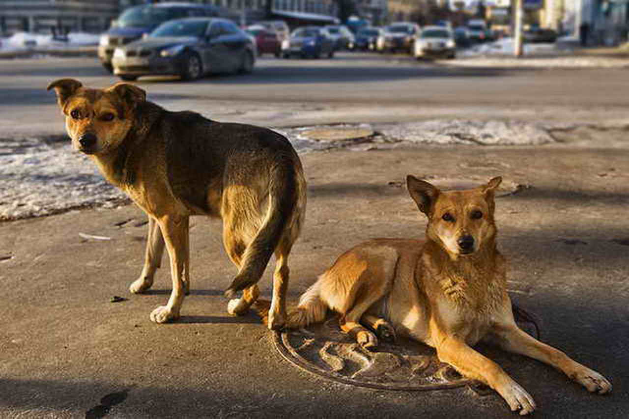 Отлов бездомных собак начался в Братском районе