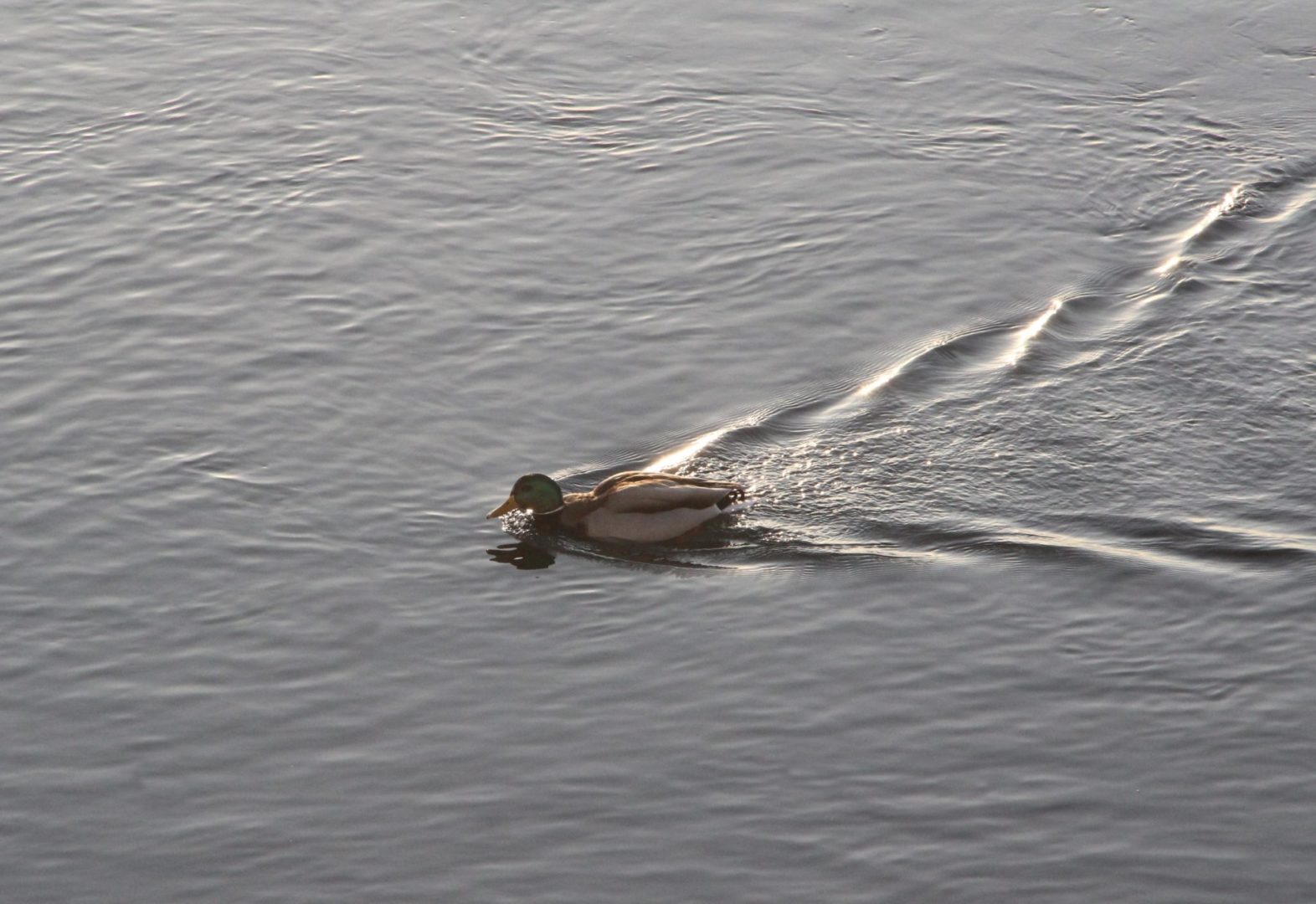Холодное водоснабжение отключат на трех улицах Братска 1 апреля