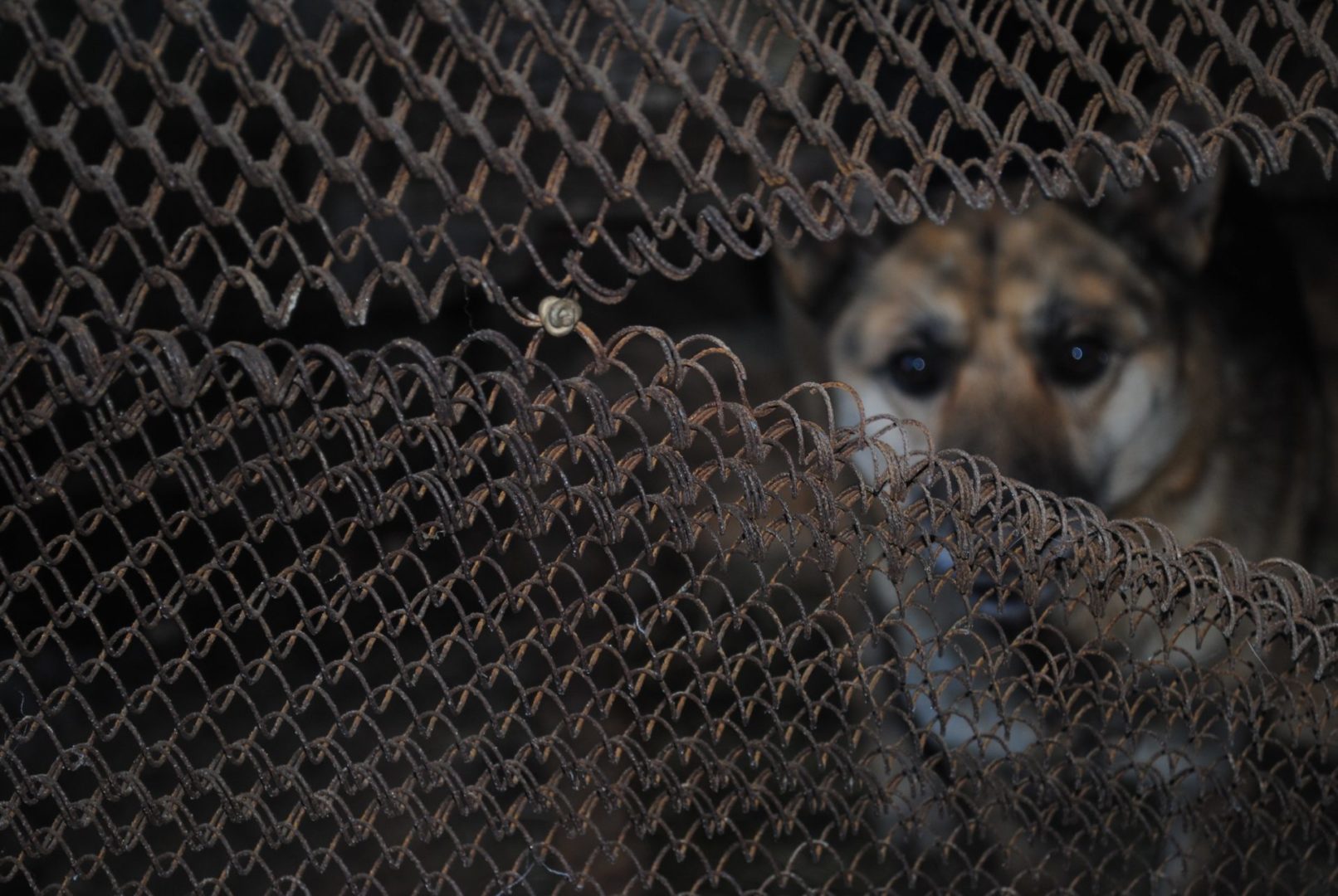 Мэр Братска предложил изменить законодательство для решения проблем с бездомными животными