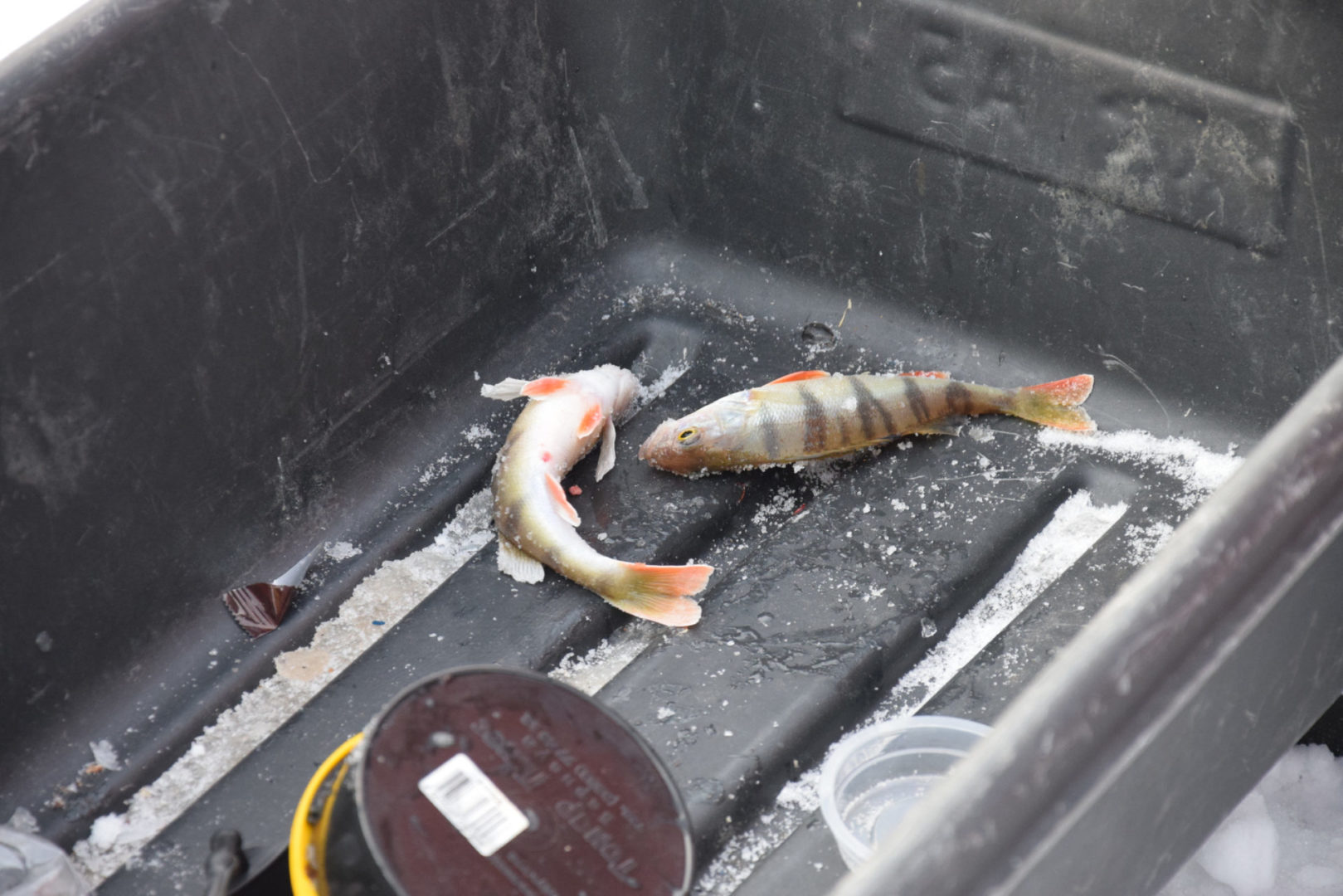 Почти 19 килограммов рыбы поймали на "Братской рыбалке"