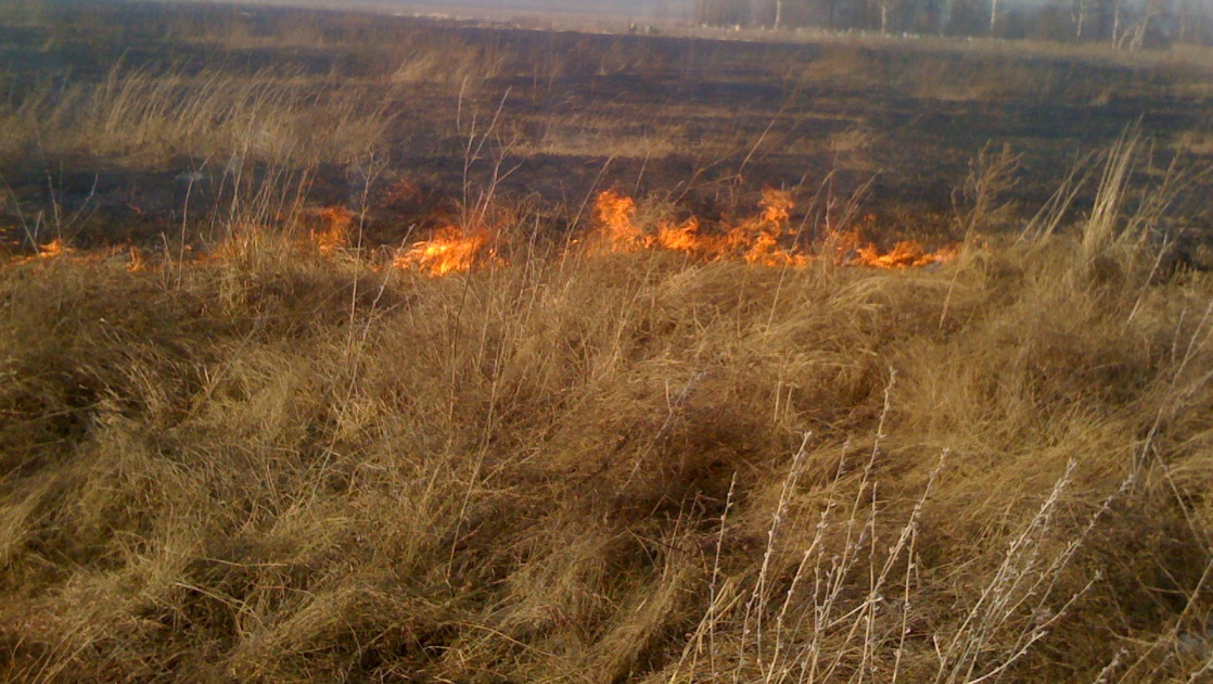 Отжиги сухой травы проводят в Братске