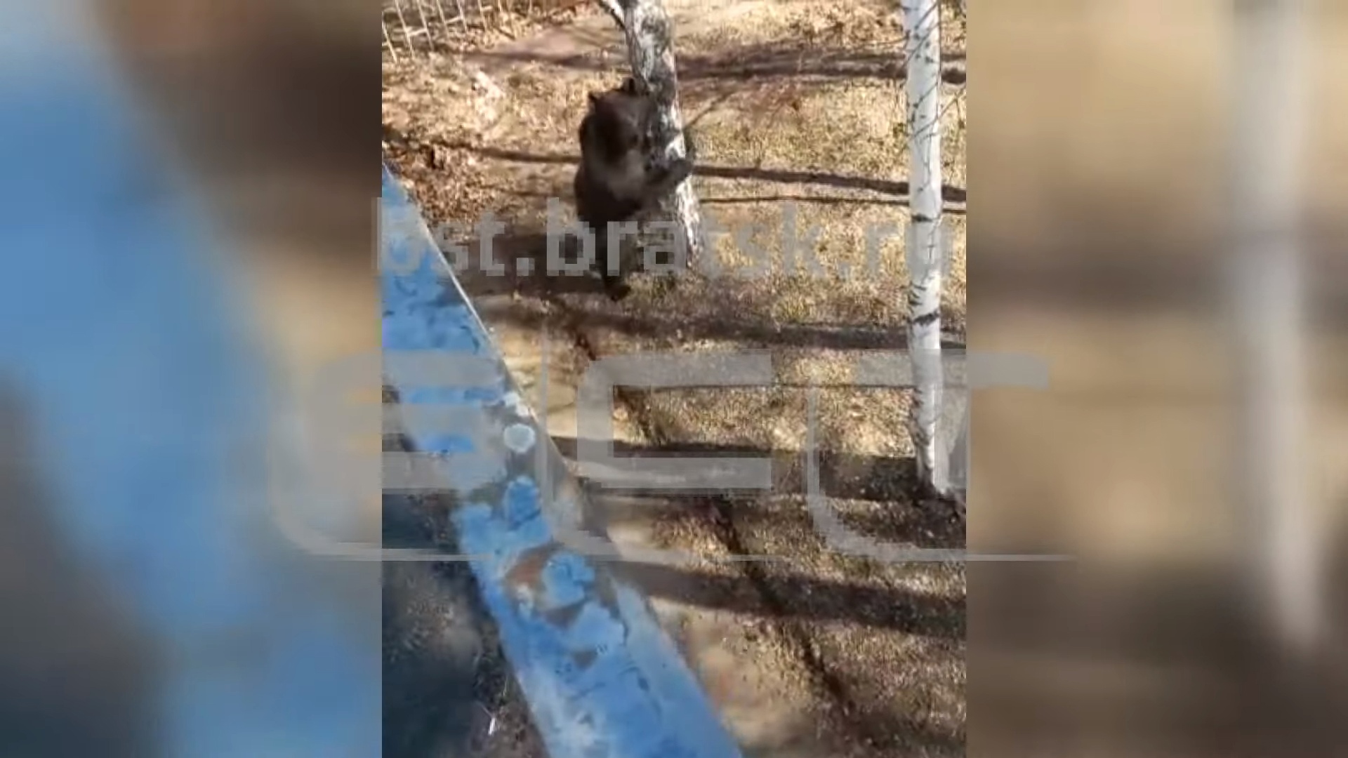 Медведя заметили в районе КБЖБ в Братске