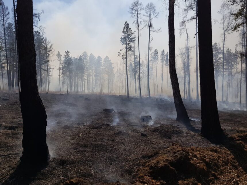 В Братском и Тайшетском районах потушено по два лесных пожара за минувшие сутки