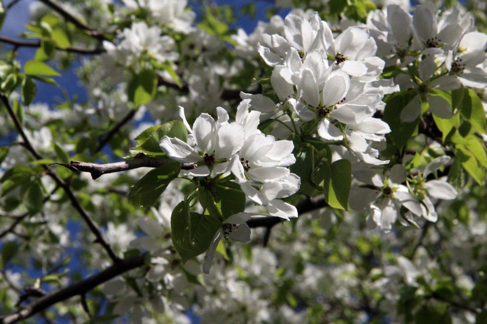 До +24 градусов тепла ожидается в Братске завтра, 23 июня
