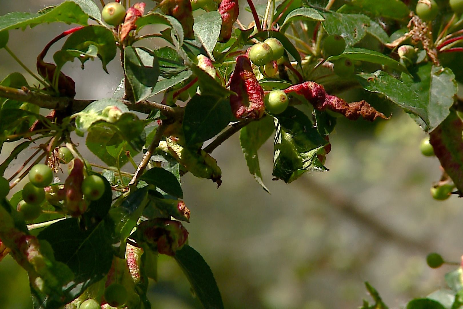 Горностаевая моль снова настигла Правобережный район Братска