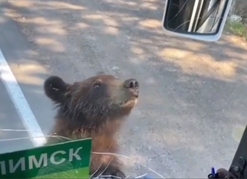 Медведь вышел на встречу пассажирскому автобусу в 23 километрах от Братска