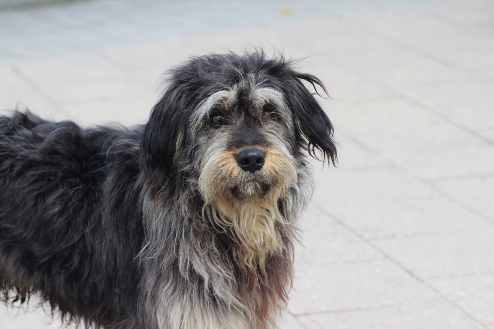 Мобильный ветеринарный пункт откроют в посёлке Тэмь Братского района