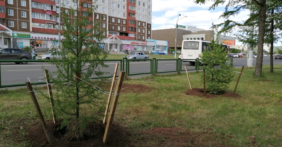 Подрядчик высадил 16 лиственниц взамен трех спиленных на проспекте Ленина в Братске
