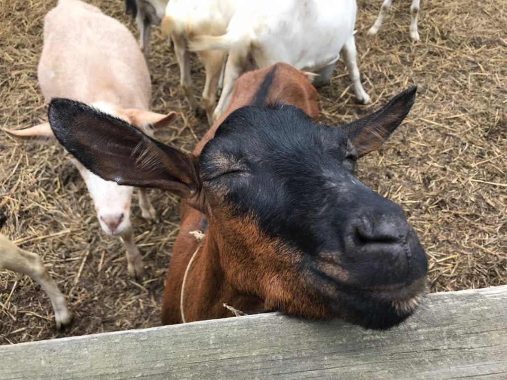 В Братске мужчина украл у двух жительниц коз