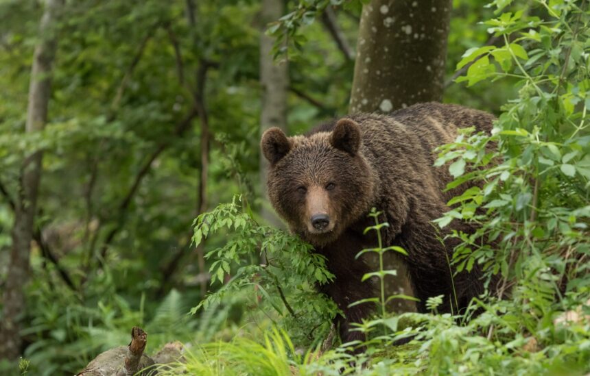 Жителей Братского района предупреждают о появлении медведей на территории