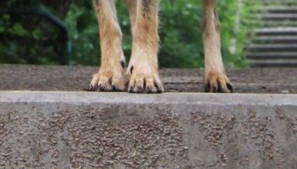 Братчанин убил приятеля во время ссоры, расчленил тело и скормил собакам