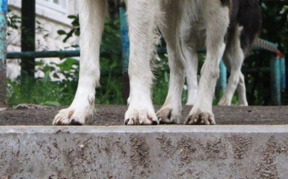 Собака искусала лицо семилетней девочки в Братске