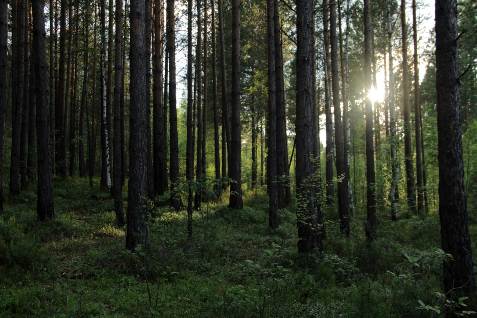 46 энцефалитных клещей выявлено в Иркутской области с начала сезона