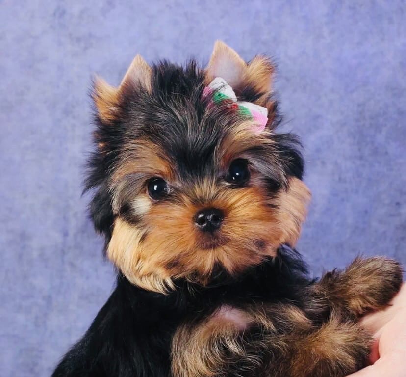 Братчанку приговорили к исправительным работам за мошенничество при продаже породистых щенков