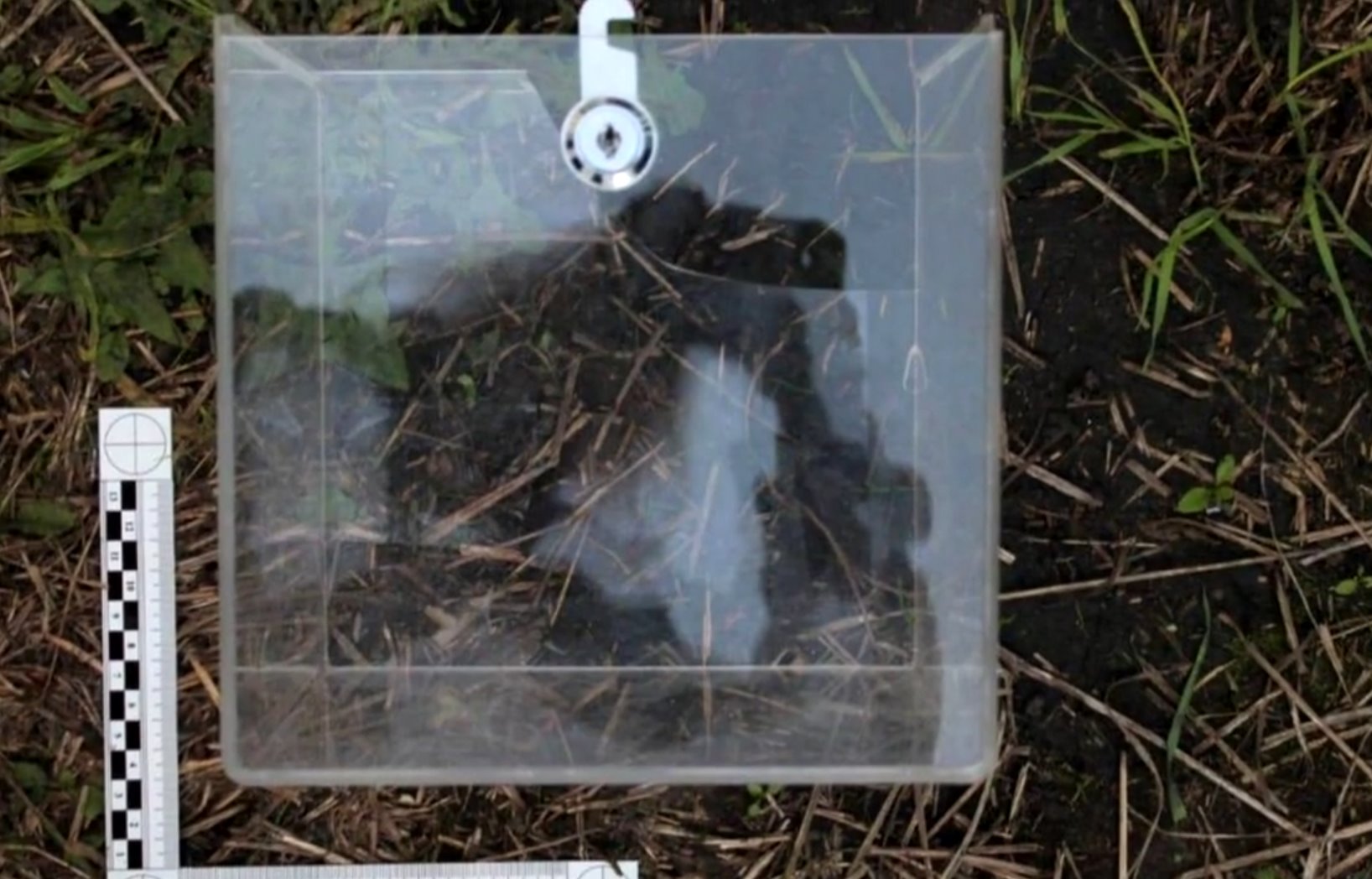 Продавец узнала подростков, укравших в Тайшете ящик с пожертвованиями для животных