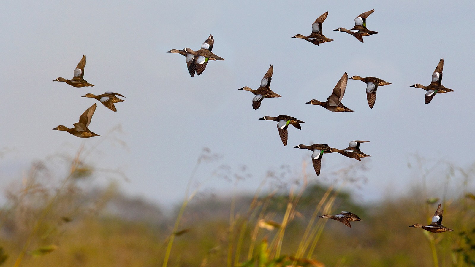 Разрешение на добычу пернатой дичи начнут выдавать в Братском районе с 16 августа