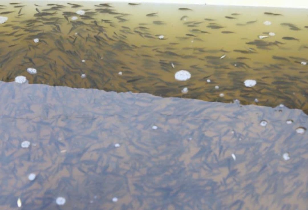 Сто тысяч мальков сазана выпустили в Братское водохранилище