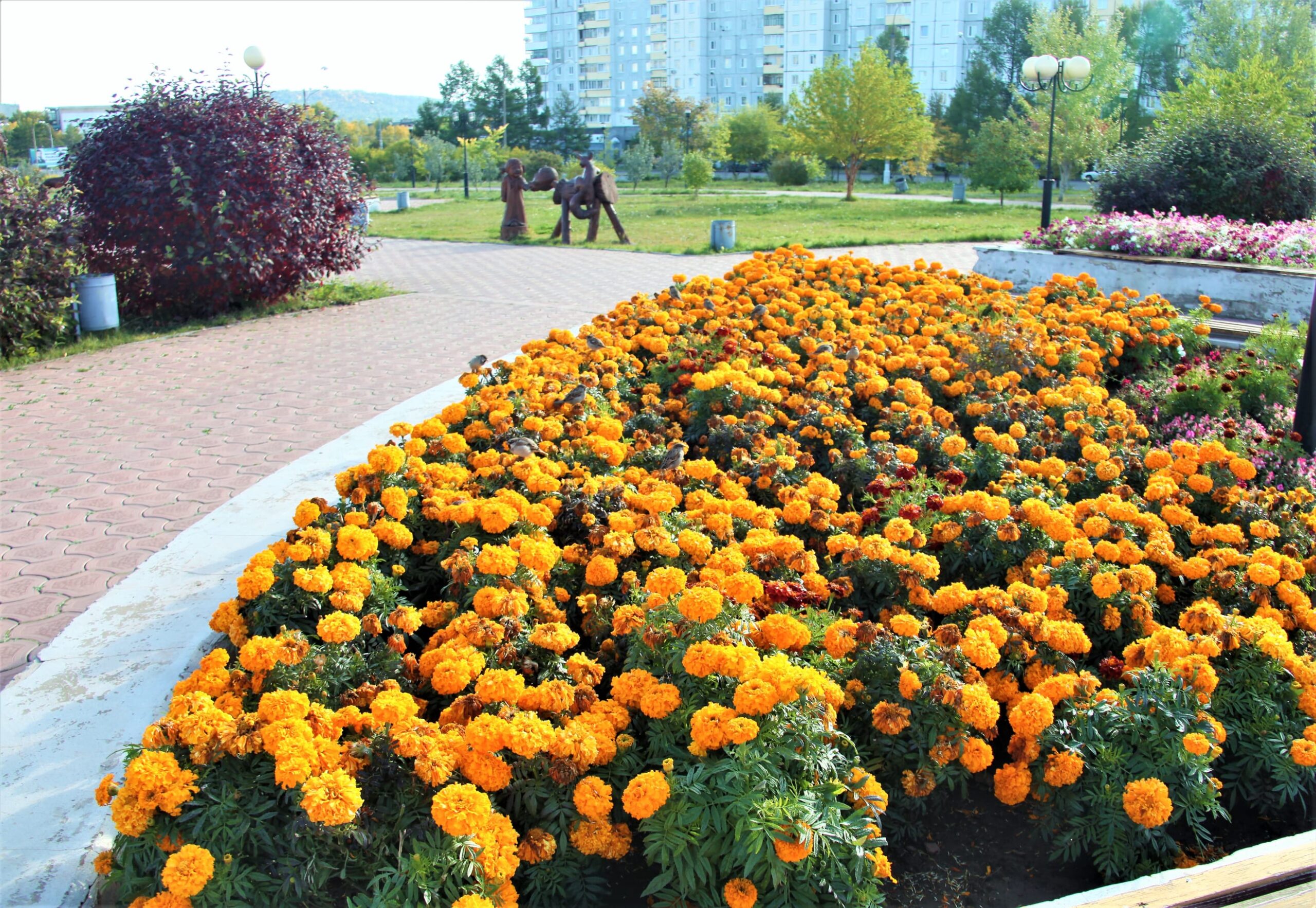 Цветочные клумбы опустеют в Братске 23 сентября