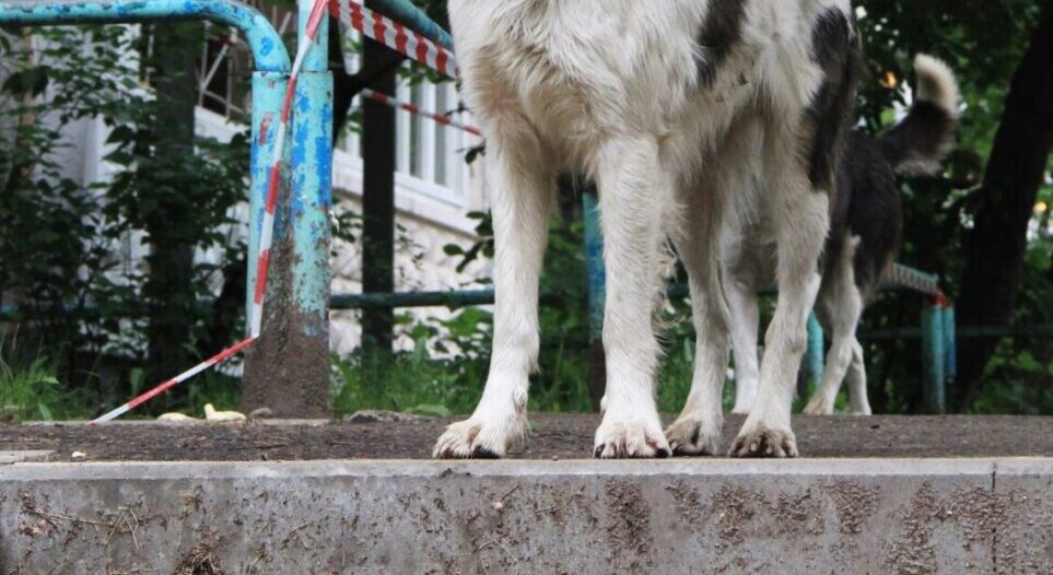Житель Братска выплатит компенсацию за нападение своей собаки на девочку