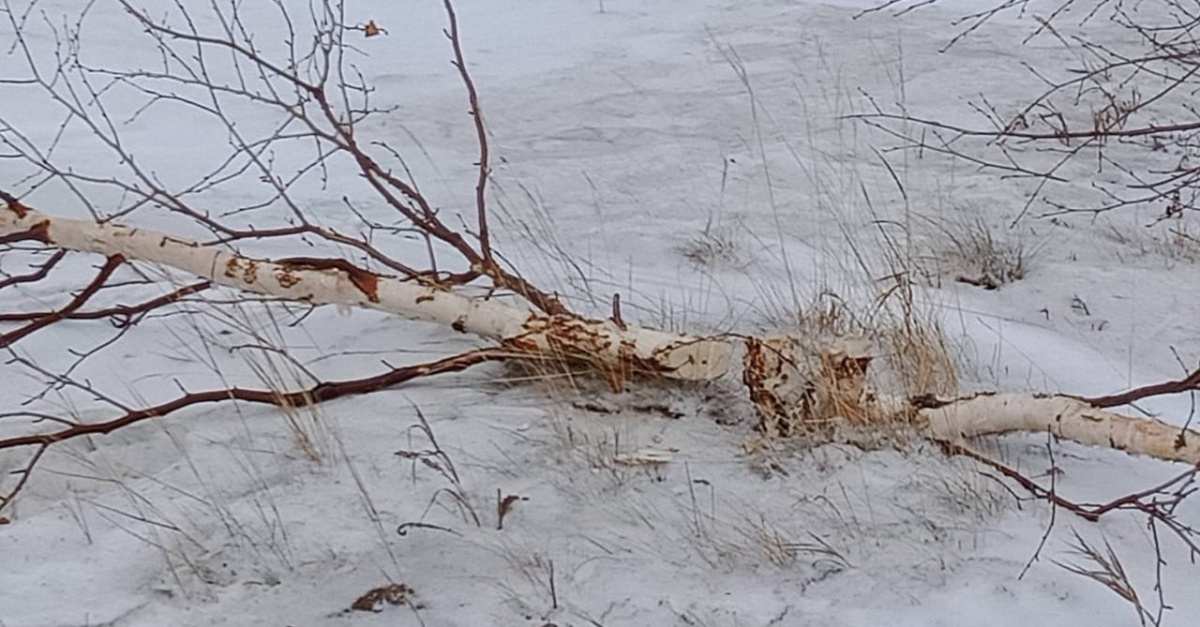 Полиция ищет мужчину, вырубившего деревья на улице Комсомольской в Братске