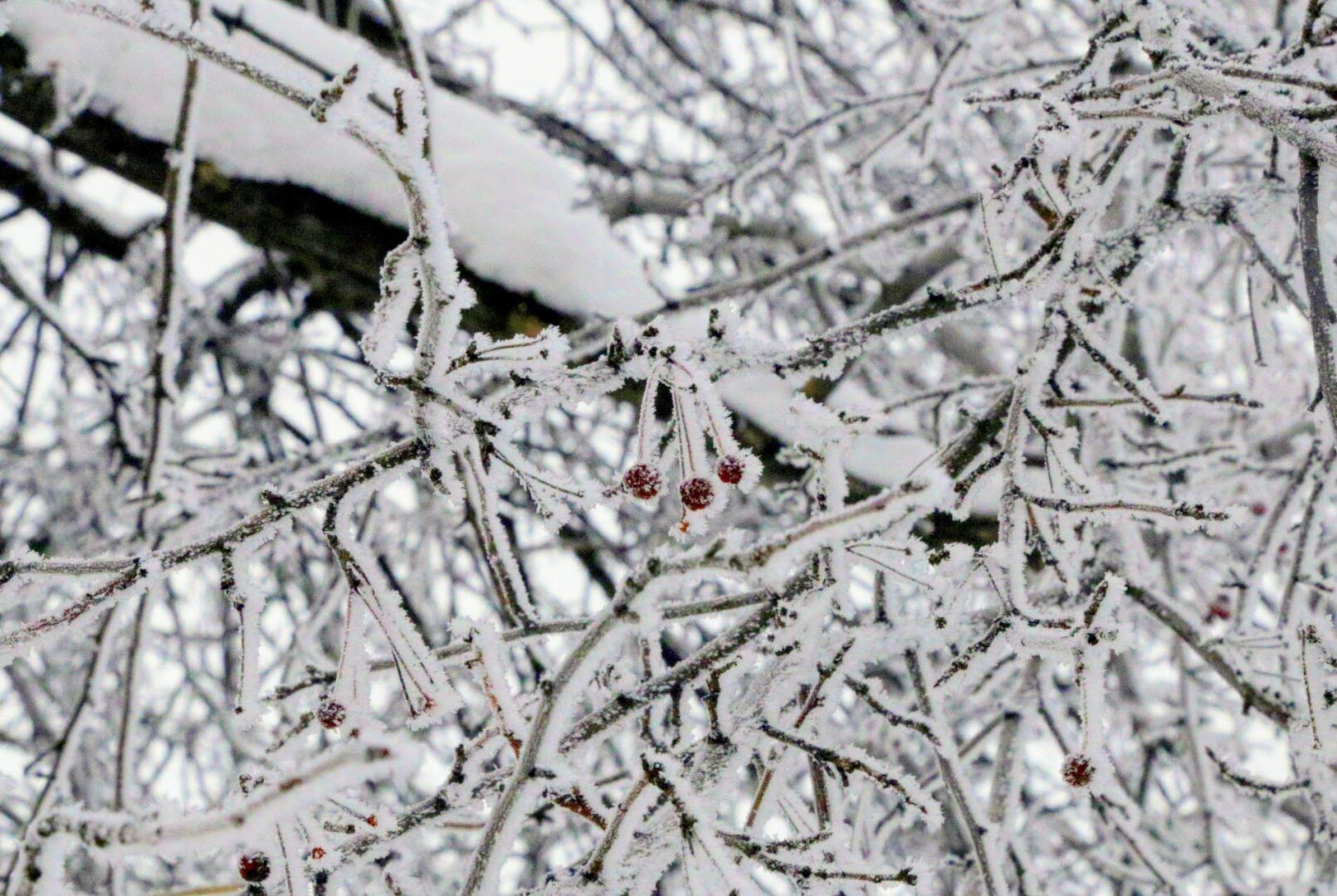В Братске мужчина вырубил деревья в районе улицы Комсомольской