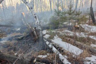 Лесной пожар зарегистрировали в Братском районе недалеко от деревни Карай