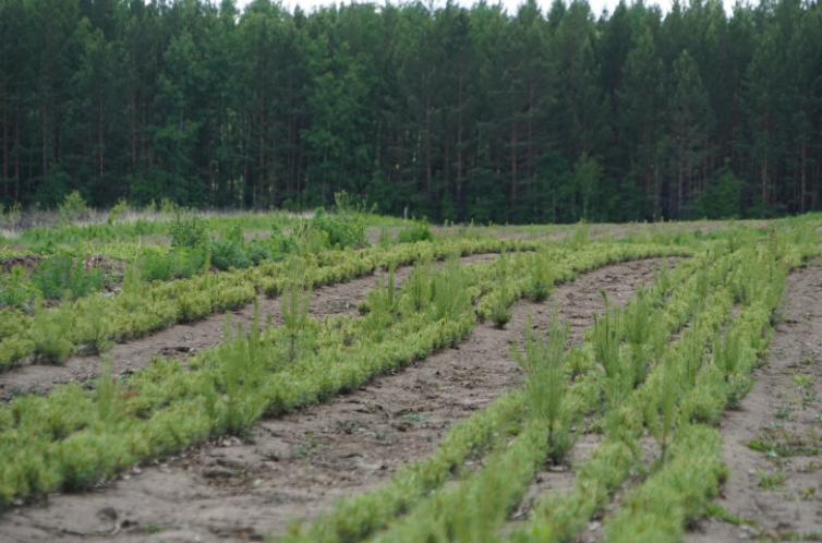 Молодые сосны растут у леса