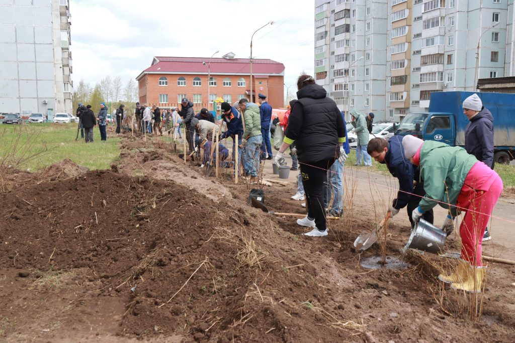 260 кустов пузыреплодника высадили в районе Энергетик в Братске