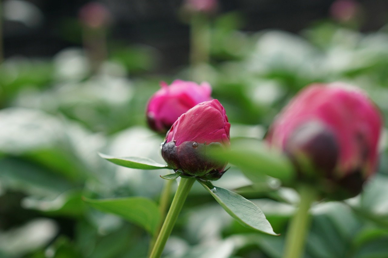 Розовые бутоны пиона на зелёном фоне