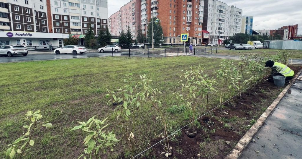 50 саженцев дерна и спиреи высадили на Советской в Братске