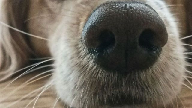 Собака